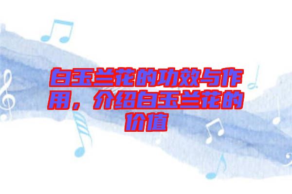 白玉蘭花的功效與作用,介紹白玉蘭花的價值