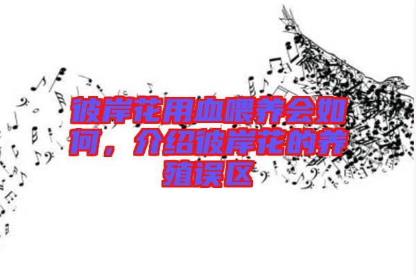 彼岸花用血喂養會如何,介紹彼岸花的養殖誤區