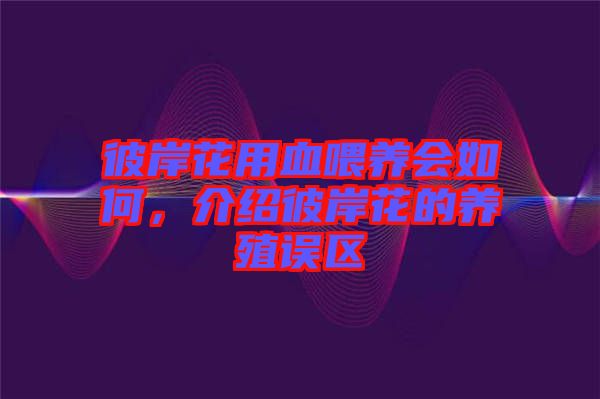 彼岸花用血喂養會如何，介紹彼岸花的養殖誤區