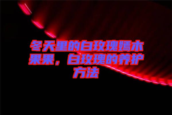 冬天里的白玫瑰嫣木果果,白玫瑰的養護方法