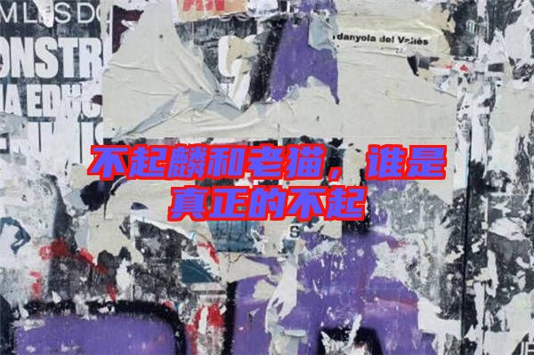 不起麟和老貓,誰是真正的不起
