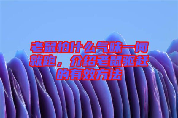 老鼠怕什么氣味一聞就跑,介紹老鼠驅趕的有效方法