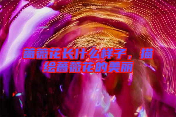 薔薇花長什么樣子,描繪薔薇花的美麗