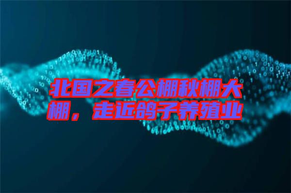 北國之春公棚秋棚大棚,走近鴿子養(yǎng)殖業(yè)